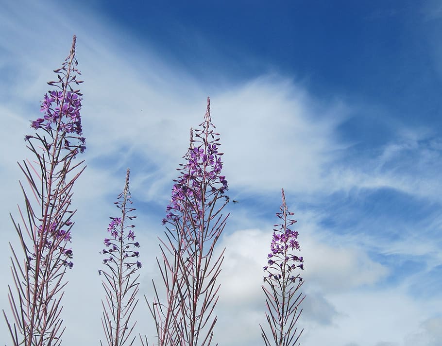 sky, blue, cloud, plant, beauty in nature, growth, cloud - sky HD wallpaper