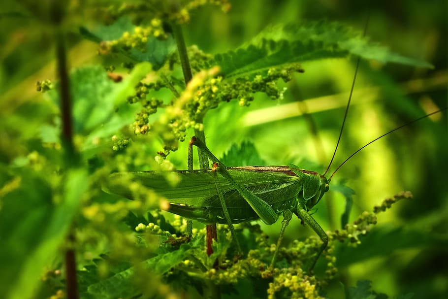 animal, grasshopper, insect, nature, migratory locust, green, HD wallpaper