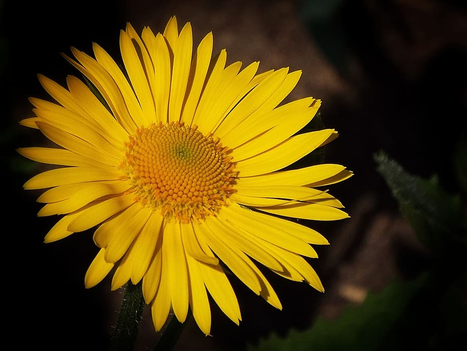 flower, yellow, spring, macro, garden, flowering plant, freshness HD wallpaper