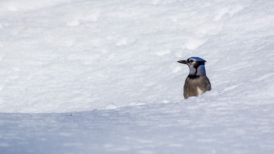 Look Out, selective focus photograph of blue jay bird, snow, sat HD wallpaper