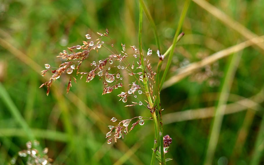 quaking grass, dew, dewdrop, drop of water, close, plant, nature HD wallpaper