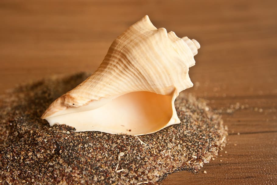 HD wallpaper: Conch, Shell, Sea Shell, Blow, ceremonies, tropical, mollusk  | Wallpaper Flare