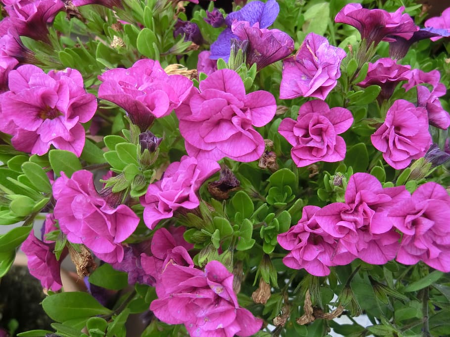petunia, red, flower, flowering plant, vulnerability, fragility HD wallpaper