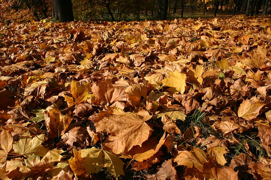 park, forest, autumn, tree, foliage, october, nature, leaf HD wallpaper