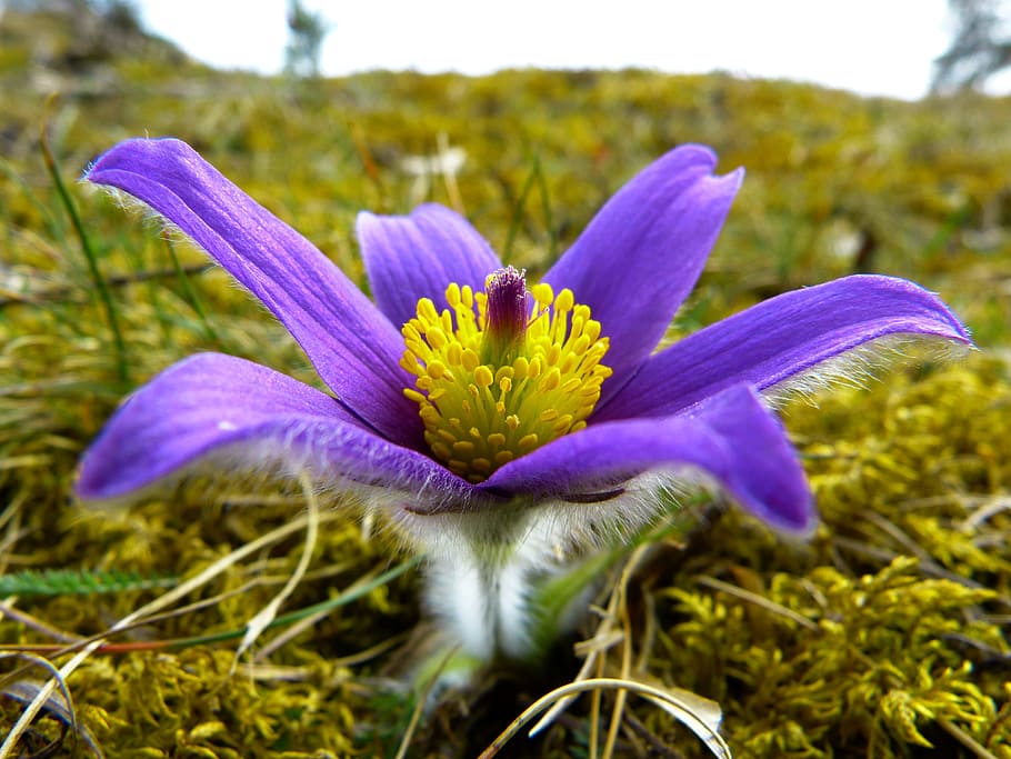 pasque flower, blossom, bloom, purple, blue, pasqueflower, pulsatilla