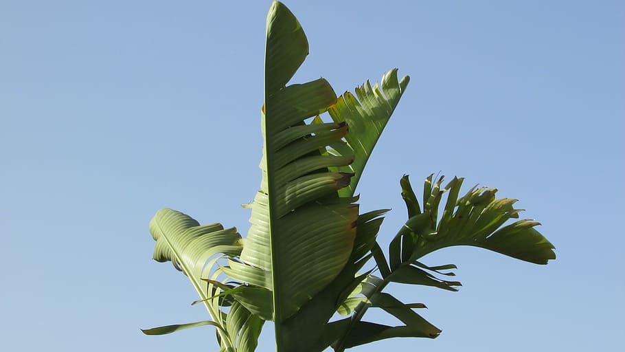 green Banana plant at daytime, leaf, tree, tropical, garden HD wallpaper