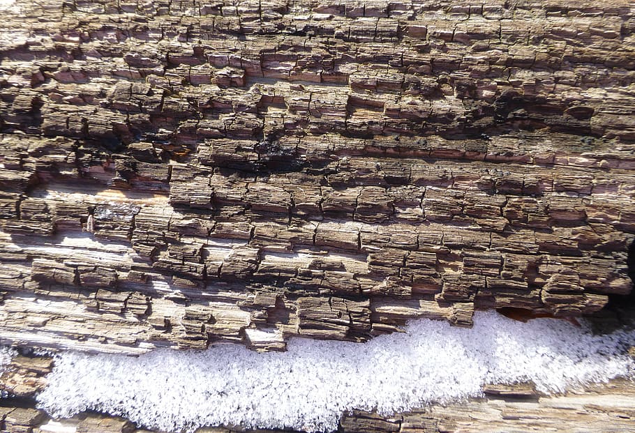 texture, wood, snow, bark, tree, spring, nature, water, day HD wallpaper