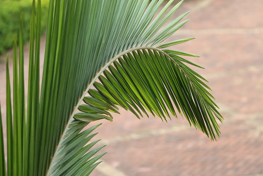 leaf, glossy dark green, tip, palm leaf, palm tree, green color HD wallpaper