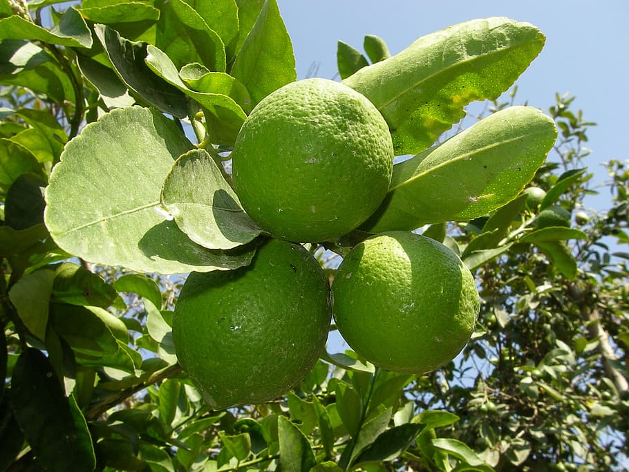 lemon, green, lime, fruit, citrus, fruit tree, acidity, refreshing HD wallpaper