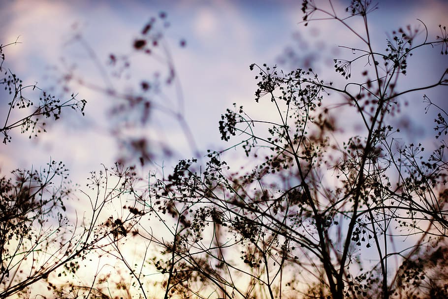 flower, tree, branch, plant, nature, blur, beauty in nature HD wallpaper