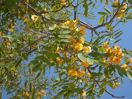 sky, blossom, tree, branches, aesthetic, bloom, yellow flowers HD wallpaper