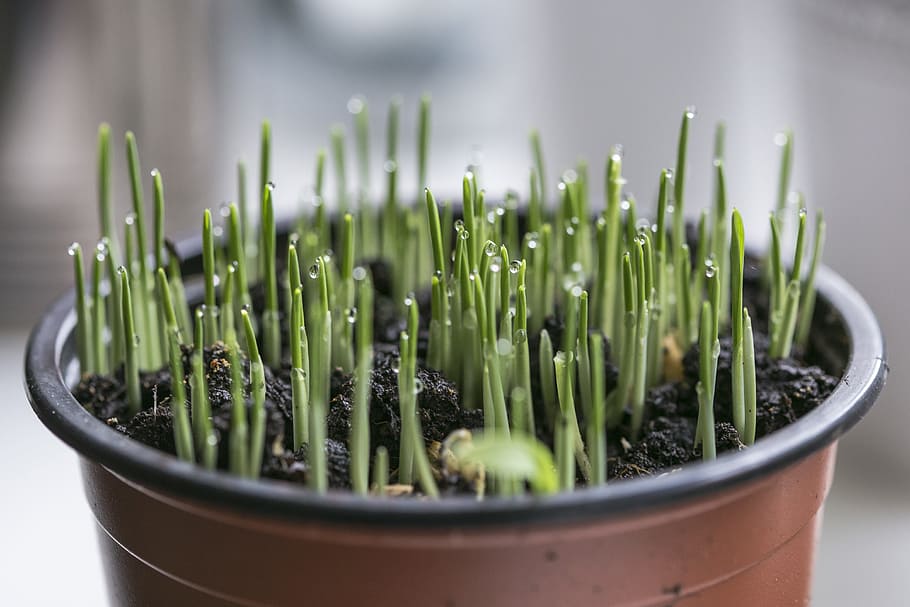 green plant in brown pot, grass, sprout, macro, detail, nature HD wallpaper