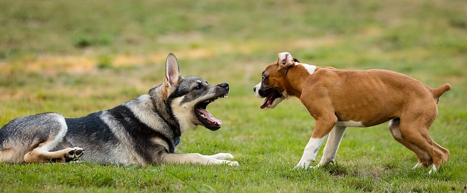 black and brown dogs, playing, canines, pets, grass, outdoors HD wallpaper
