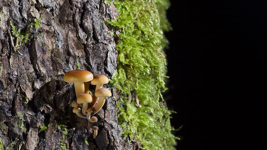 close-up photograph of brown mushrooms on tree branch, moss HD wallpaper