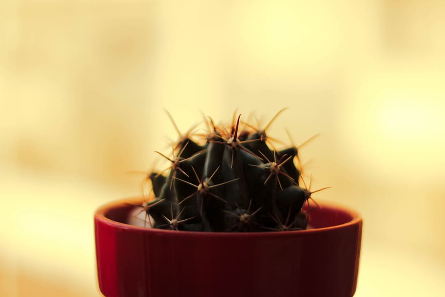 flower, pot, cactus, thorn, potted plant, succulent plant, close-up HD wallpaper