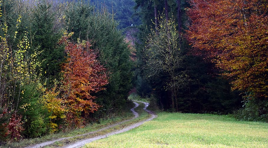 Forest, Path, Trees, Nature, Away, forest path, leaves, lane HD wallpaper
