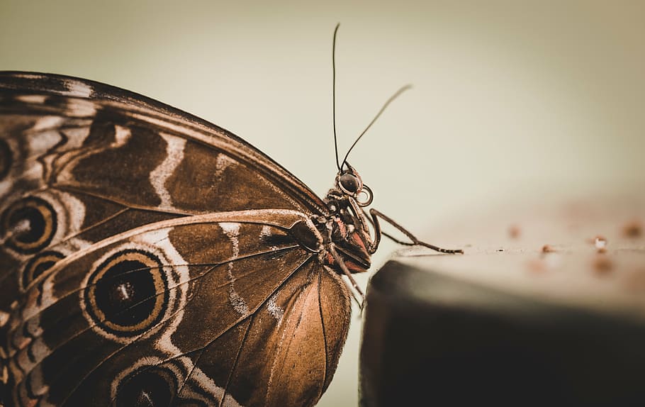 closeup photography of common buckeye butterfly, monarch, moth, HD wallpaper
