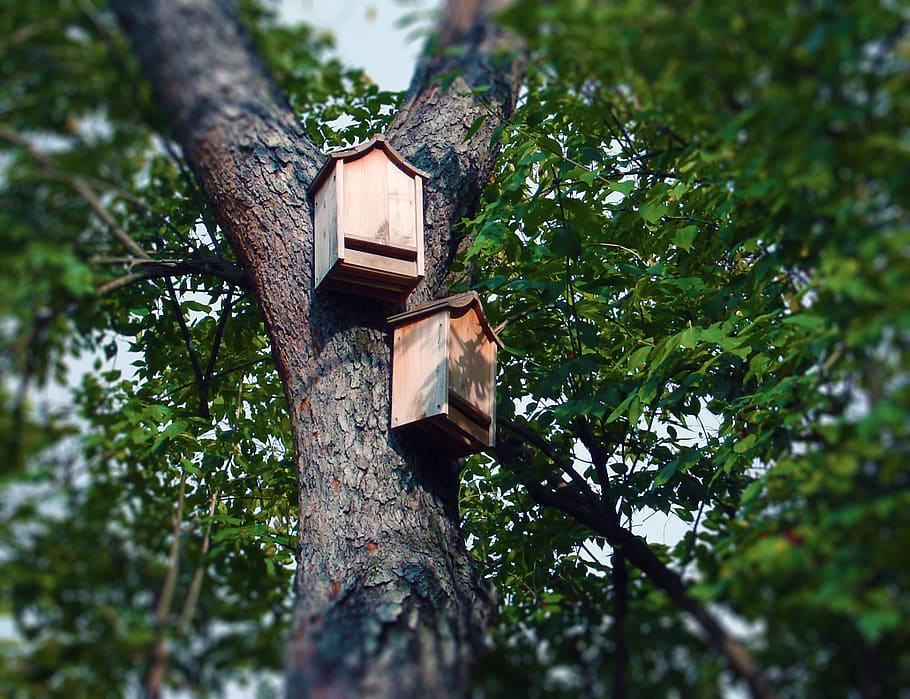 bat boxes, bat house, tree, roosting box, conservation, nature HD wallpaper