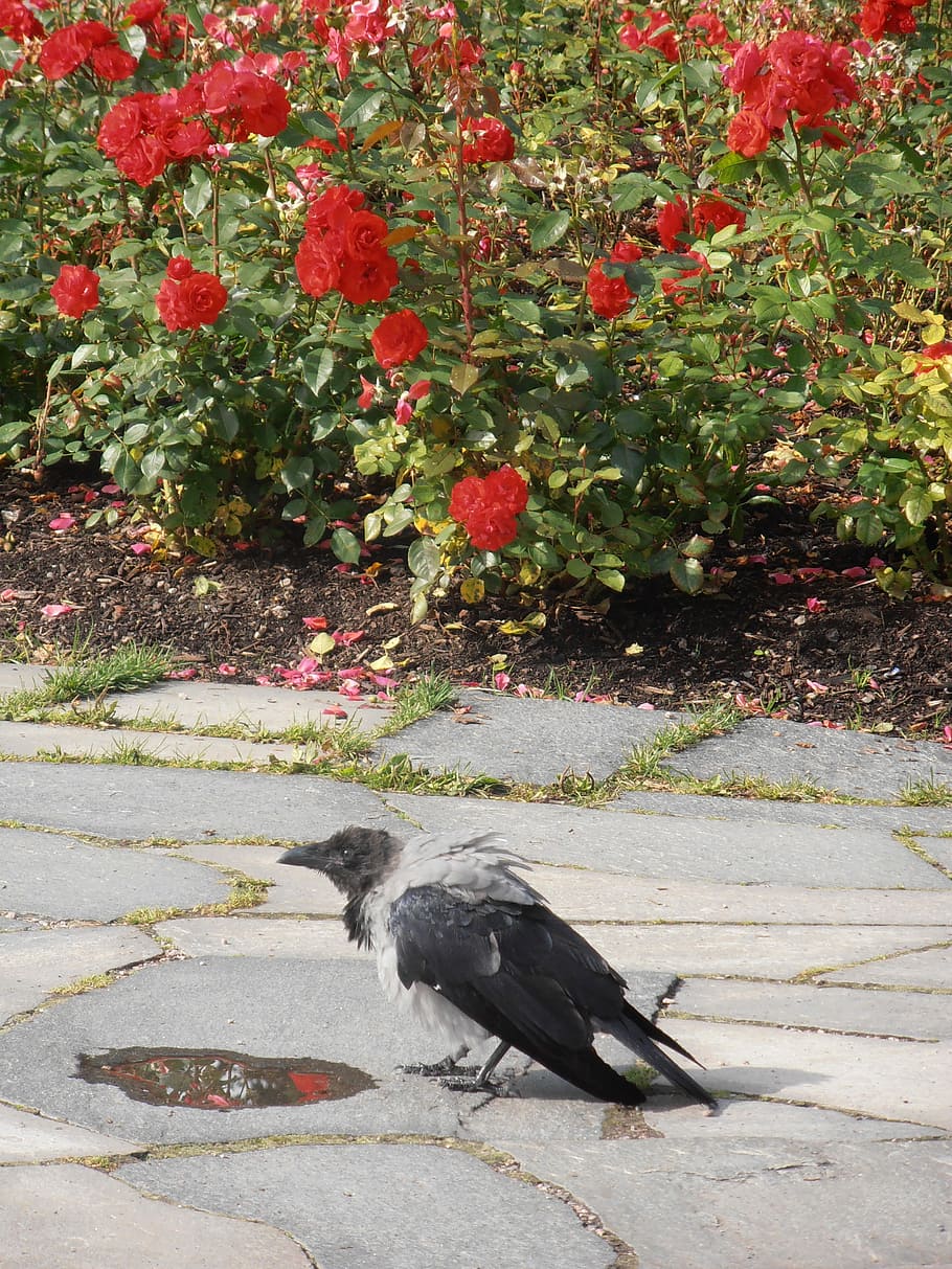 Crow, Flowers, Bird, Pathway, rose, flagstone, one animal, animal themes HD wallpaper