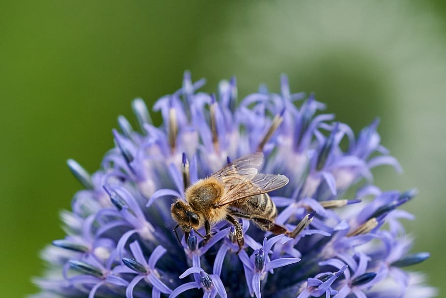 bee, close up, blossom, bloom, flower, flowering plant, beauty in nature HD wallpaper