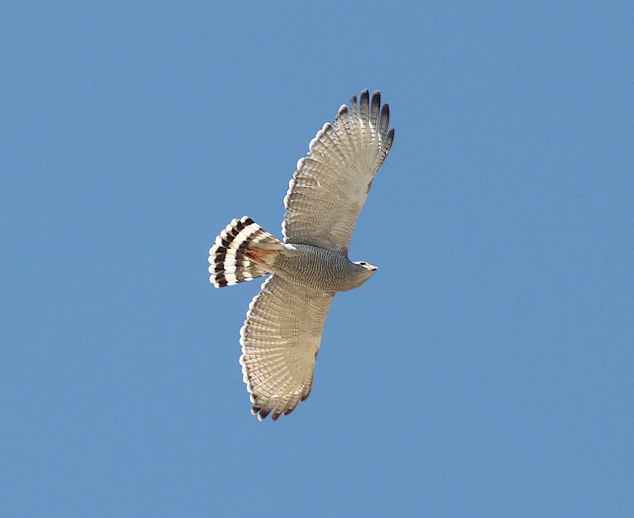 flying white bird, gray hawk, raptor, wild, wildlife, nature, HD wallpaper