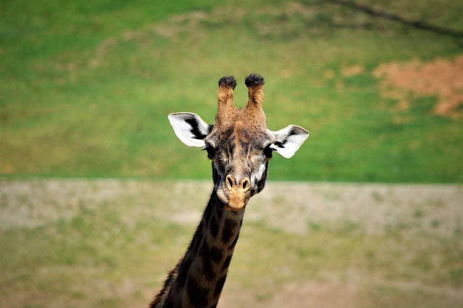 Giraffe, Safari Park, San Diego, animal themes, animals in the wild, HD wallpaper