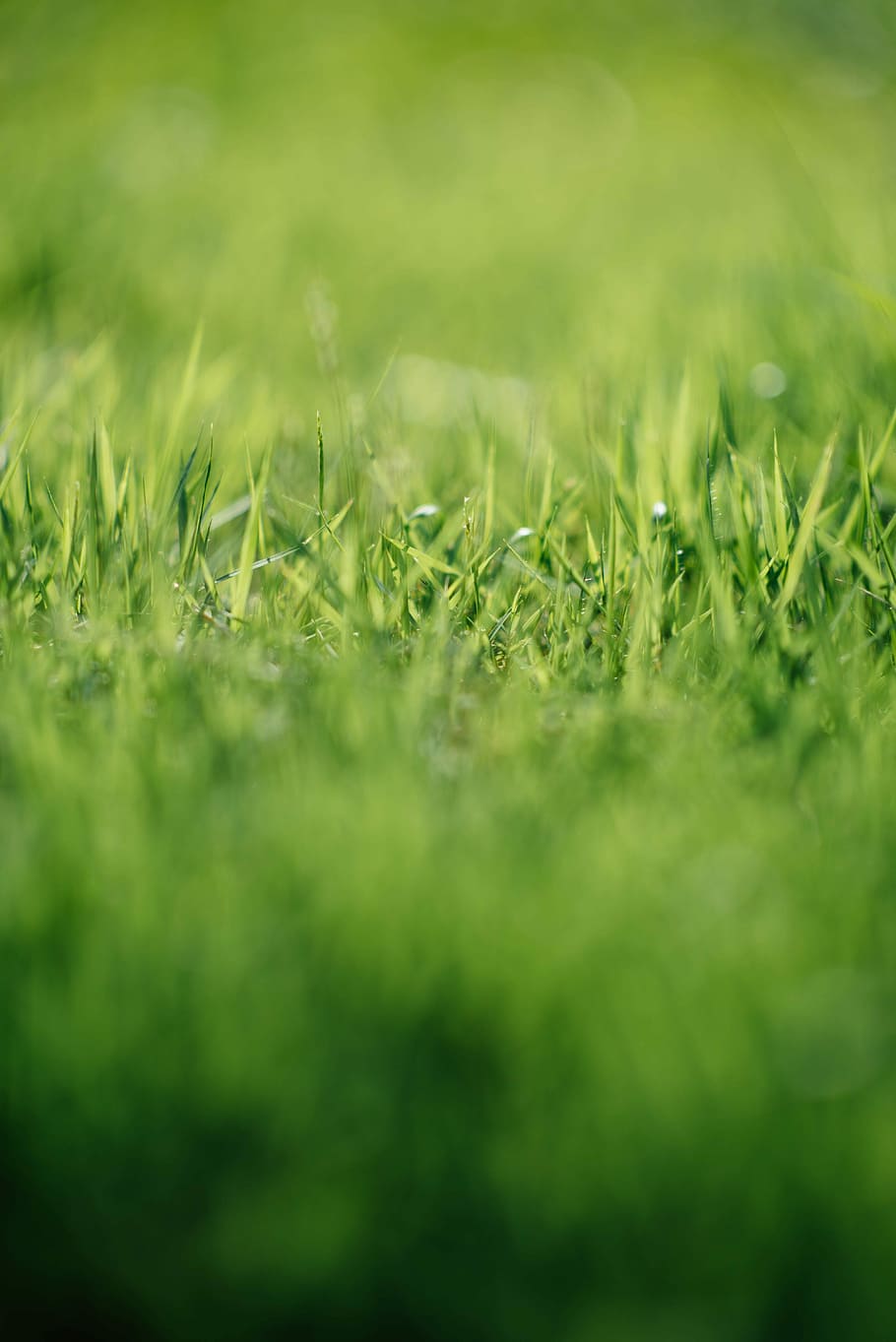 tilt-shift photography of green grass, shallow focus of grass HD wallpaper