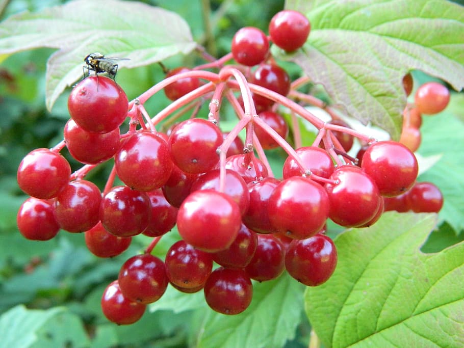 forest, fruit, plant, nature, green, shrub, trees, berries HD wallpaper