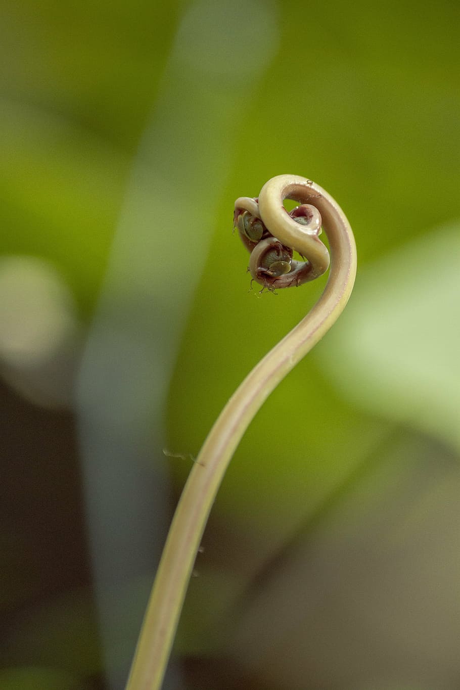 plant, macro, strange, exotic, tropical, detail, curl, nature HD wallpaper