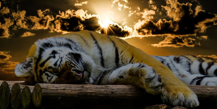 tiger laying on wood logs during dawn, sleep, rest, cat, good night, HD wallpaper
