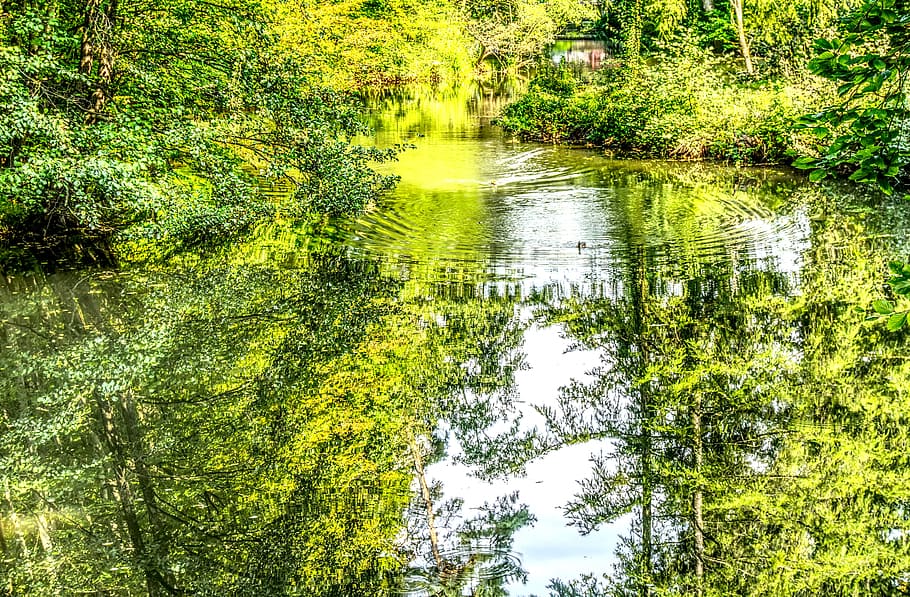 lake, forest, mirroring, reflection, nature, landscape, trees HD wallpaper