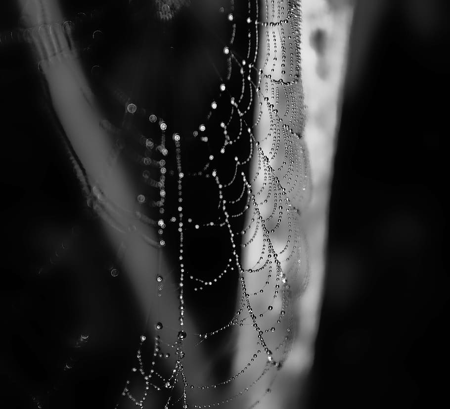 web, dew, morning, summer, spider Web, drop, nature, wet, rain HD wallpaper