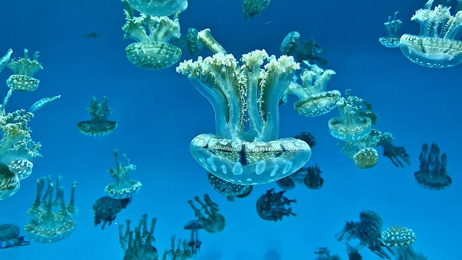 underwater photo of jellyfish, jellyfish photography, sea, aquarium, HD wallpaper