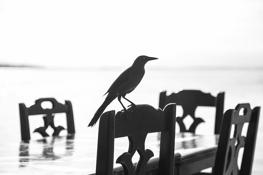 bird, shadow, blackbird, curious, stool, chair, table, shilouete HD wallpaper