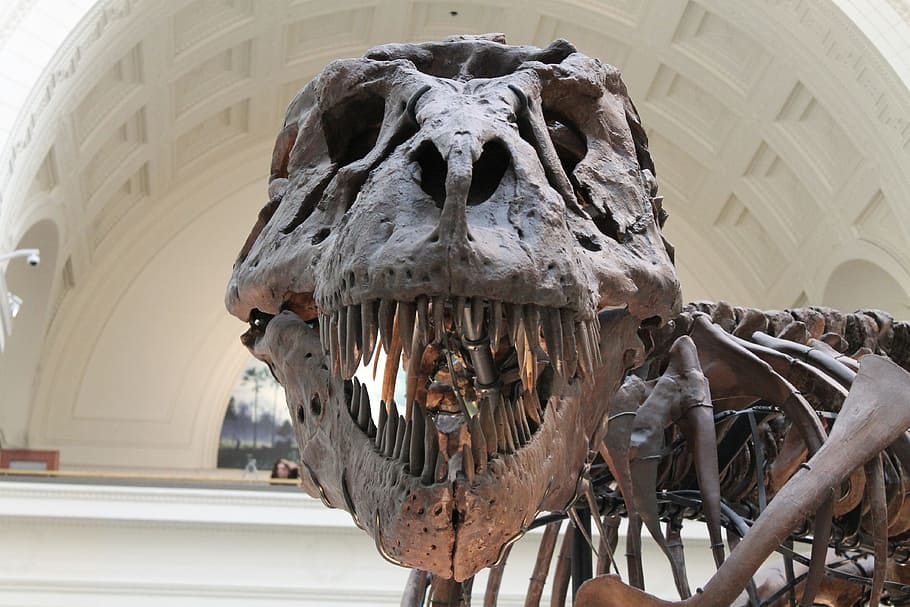 closeup photo of Dinosaur skeleton, tyrannosaurus, prehistoric