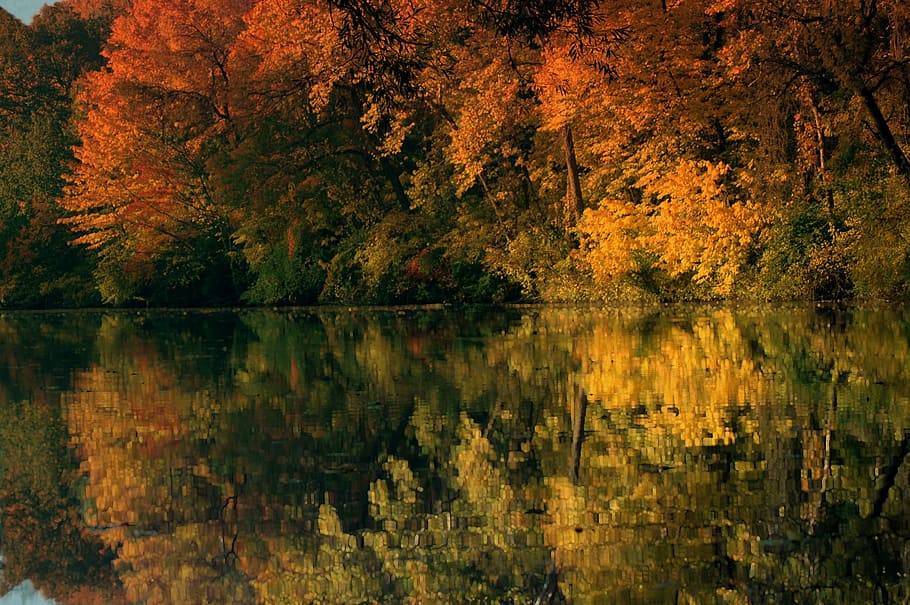 autumn leaf trees reflecting body of water, green tree, pond HD wallpaper