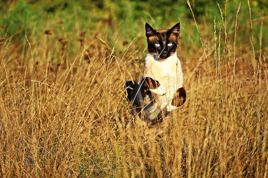 Cat, Siamese, Breed, mieze, breed cat, siamese cat, grass, autumn HD wallpaper