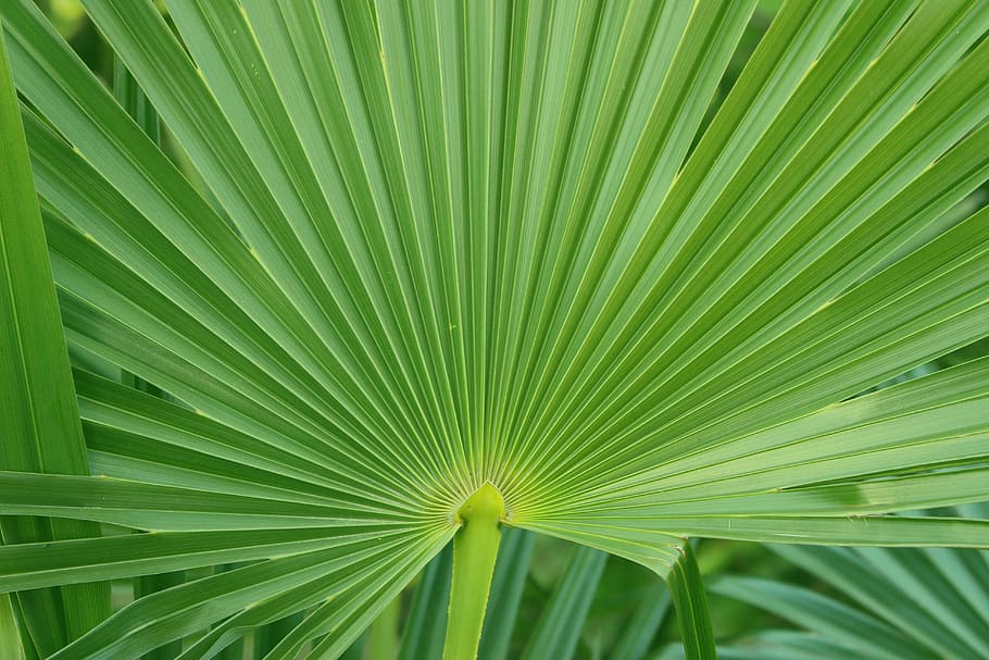palm, leaf, green, foliage, plant part, green color, palm tree HD wallpaper