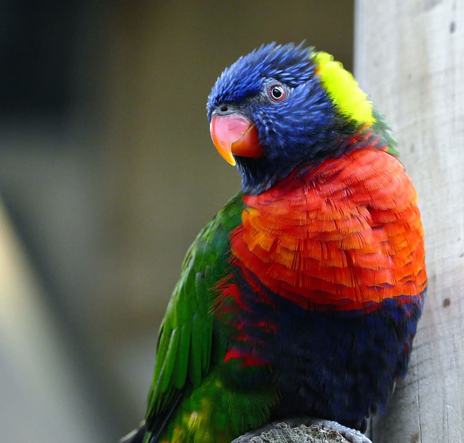 blue, red, and green parrot, red, green, yellow bird, rock, lorikeet