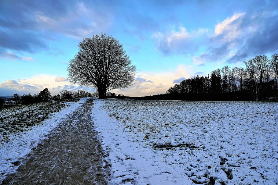 bare tree on road during daytime, nature, landscape, sky, waters HD wallpaper