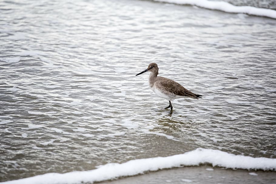 bird, water, shore, animal wildlife, animals in the wild, vertebrate HD wallpaper