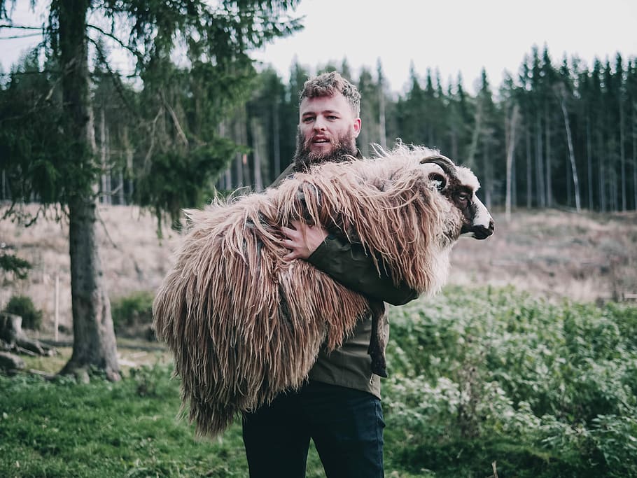 man carrying brown sheep during daytime, man carrying brown sheep on forest