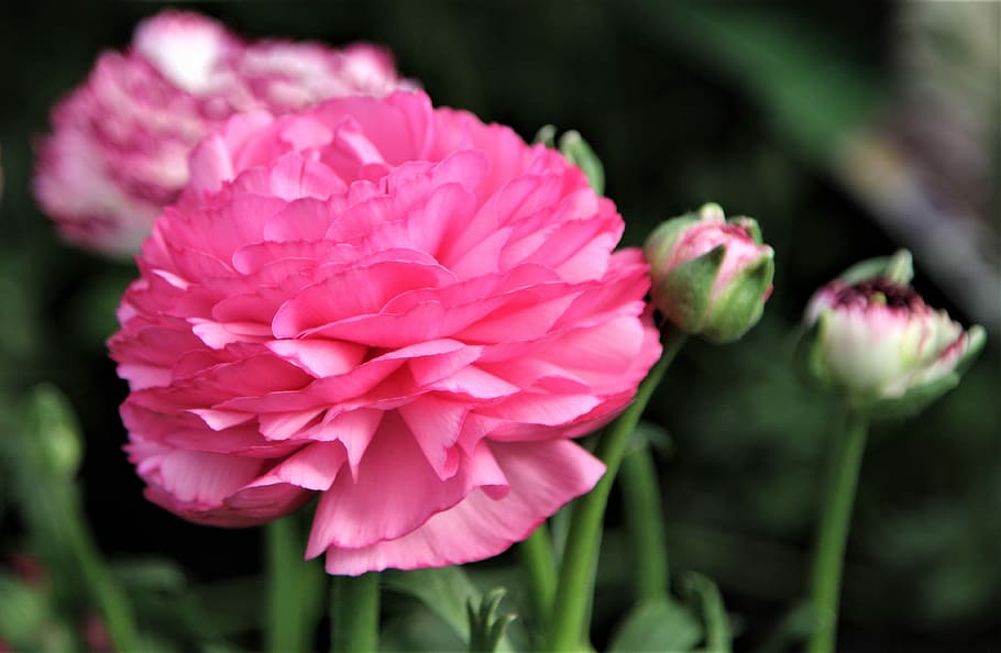 flower, nature, flora, leaf, summer, petal, floral, blooming HD wallpaper