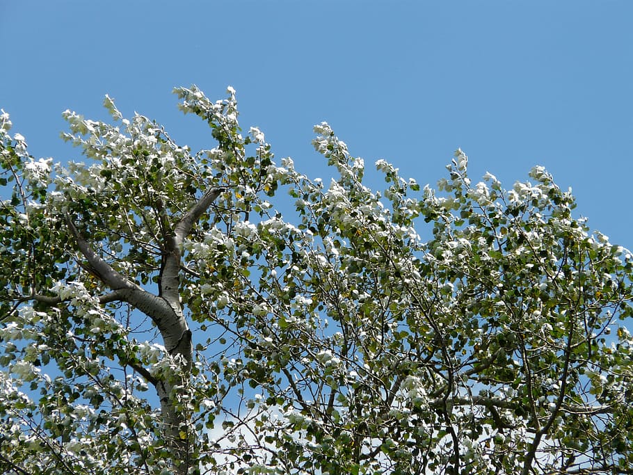 leaves, wind, murmur, populus alba, tree, poplar, white poplar HD wallpaper