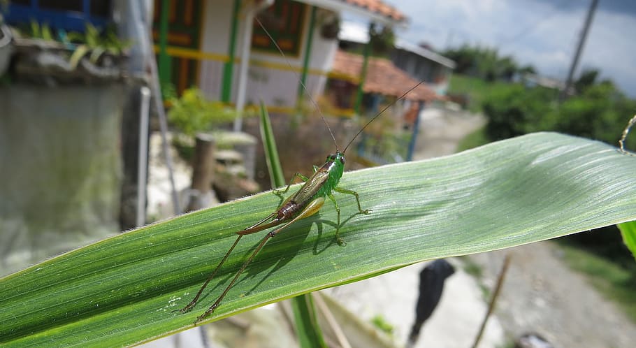 macro, insect, jumper, grasshopper, one animal, animal themes HD wallpaper