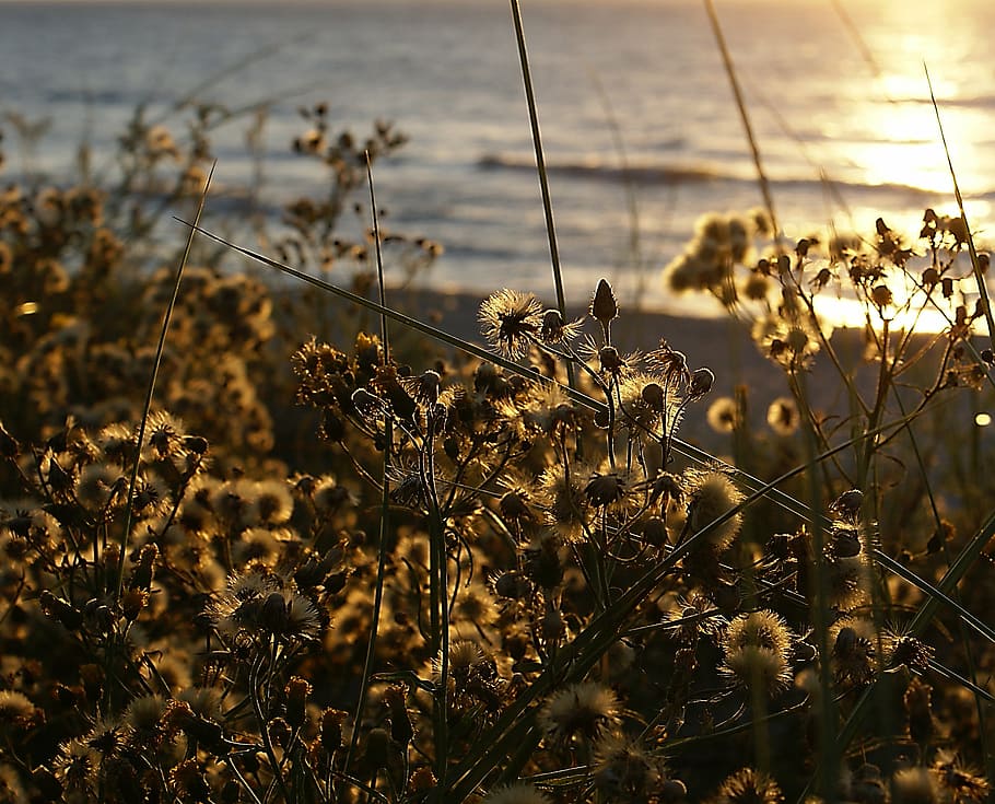 evening, twilight, sunset, scrubs, dry vegetation, plants, the backlight HD wallpaper