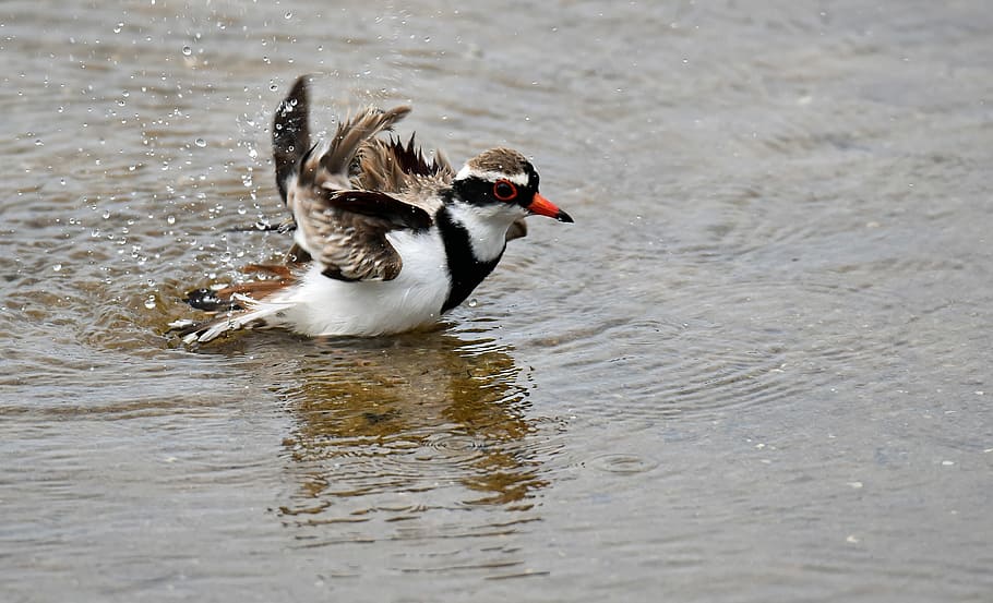 white, black, and gray duck flapping it's wings while wading on water during daytime, white and brown killdeer on body of water HD wallpaper