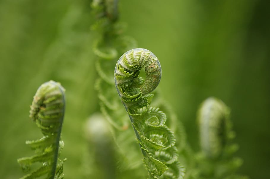 selective focus photography of green leaf, fern, roll, roll out HD wallpaper
