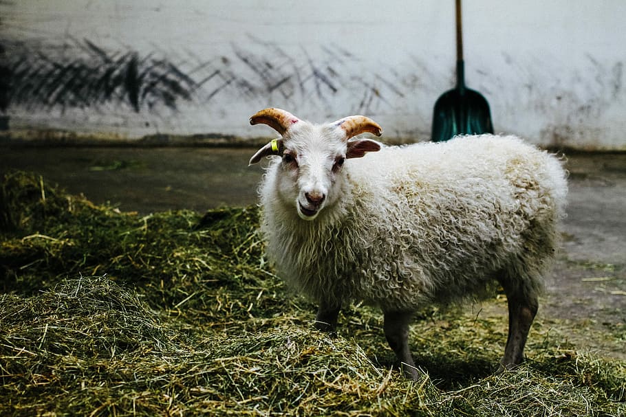 white lamp on green grassland, sheep, ram, horns, wool, hay HD wallpaper