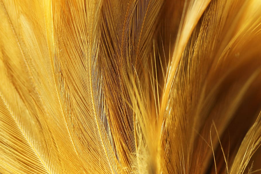 chicken feather, velvety, brown, nature, yellow, close-up, agriculture, HD wallpaper